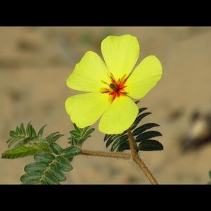 Meet your Posher, Carin